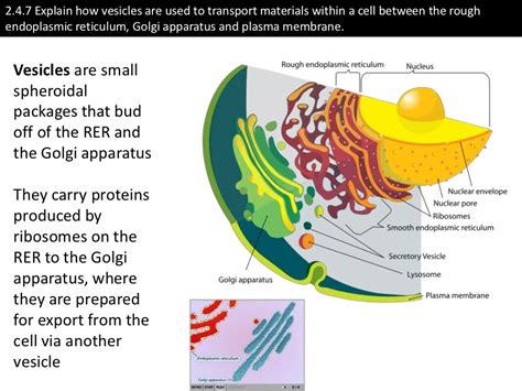 vcicle|Vesicles.